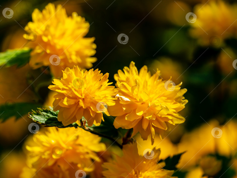 Скачать Выборочный акцент на переднем плане ярко-желтых цветов японской керрии или Kerria japonica pleniflora на естественном размытом темно-зеленом фоне. Красивые пушистые желтые цветы в солнечный весенний день фотосток Ozero