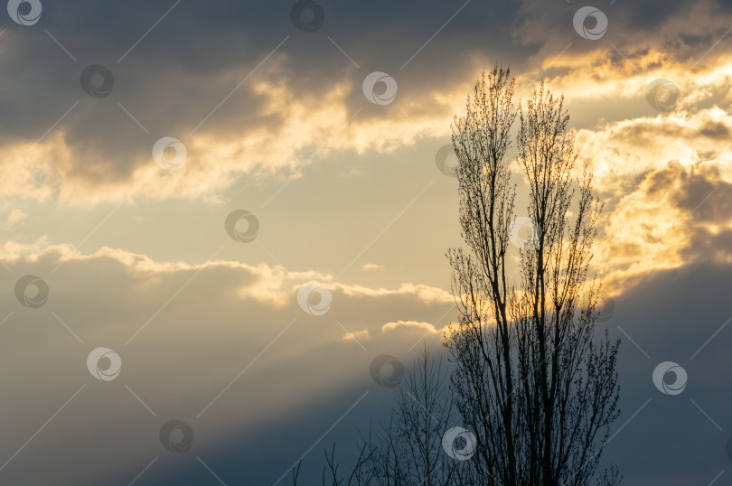 Скачать Голубое небо на закате с разноцветными облаками и темными силуэтами лиственных деревьев фотосток Ozero