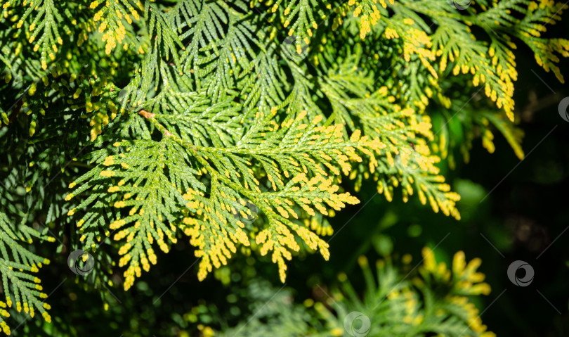 Скачать Желто-зеленая текстура хвои Thuja occidentalis Aurea на солнце. Макро хвои в качестве идеального естественного фона фотосток Ozero