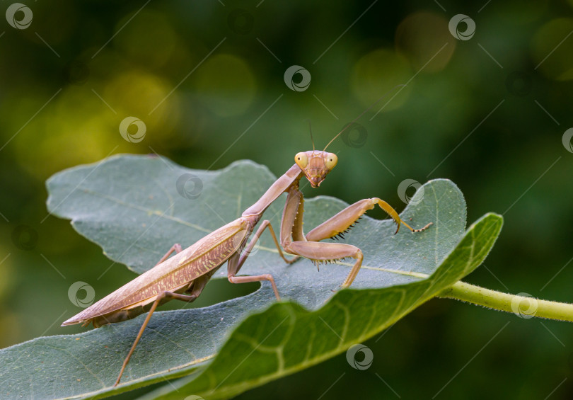 Скачать Портрет крупным планом коричневой самки европейского богомола (Praying Mantis) в естественной среде обитания. Религиозный богомол смотрит в камеру и сидит на листе инжира Ficus carica. Концепция природы. Выборочный фокус. фотосток Ozero