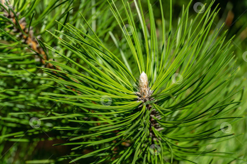 Скачать Молодые побеги на ветвях черной австрийской сосны (Pinus nigra). Солнечный день в весеннем саду фотосток Ozero