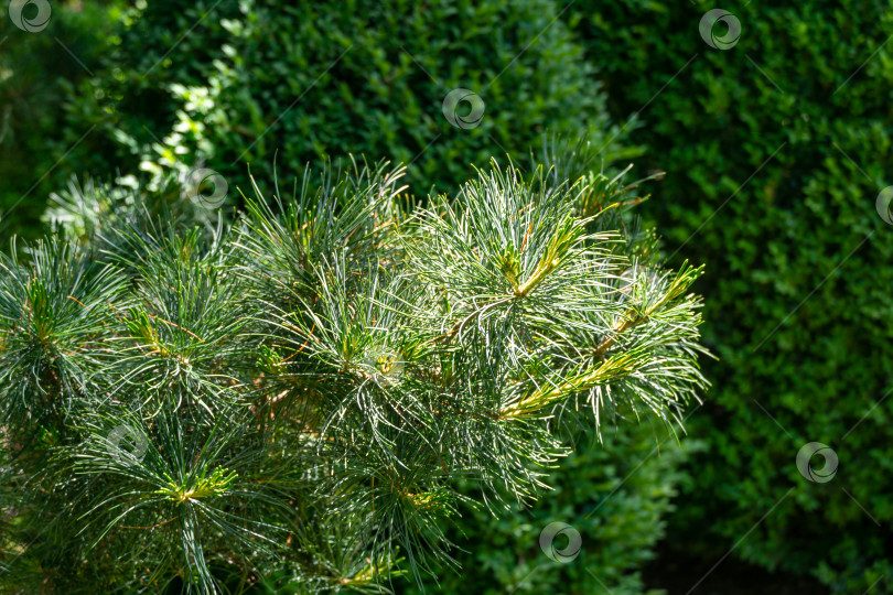 Скачать Красивый макрос зеленых и серебристых иголок сосны Pinus parviflora Glauca на фоне самшита Buxus sempervirens. Оригинальная текстура натуральной зелени. Природная концепция дизайна фотосток Ozero