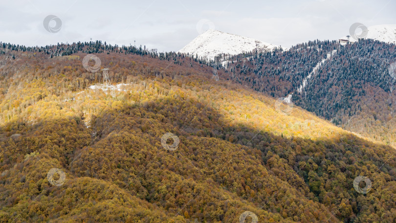 Скачать Красивый осенний пейзаж с желтой листвой деревьев и заснеженными горными вершинами Красной Поляны. Солнечная дорожка вдоль верхушек деревьев. фотосток Ozero