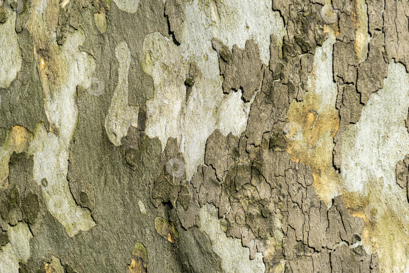 Скачать Приятная текстура коры американского платана (Platanus occidentalis, Платановое дерево). Натуральная зеленая, желтая, серая и коричневая пятнистая кора платанового дерева фотосток Ozero