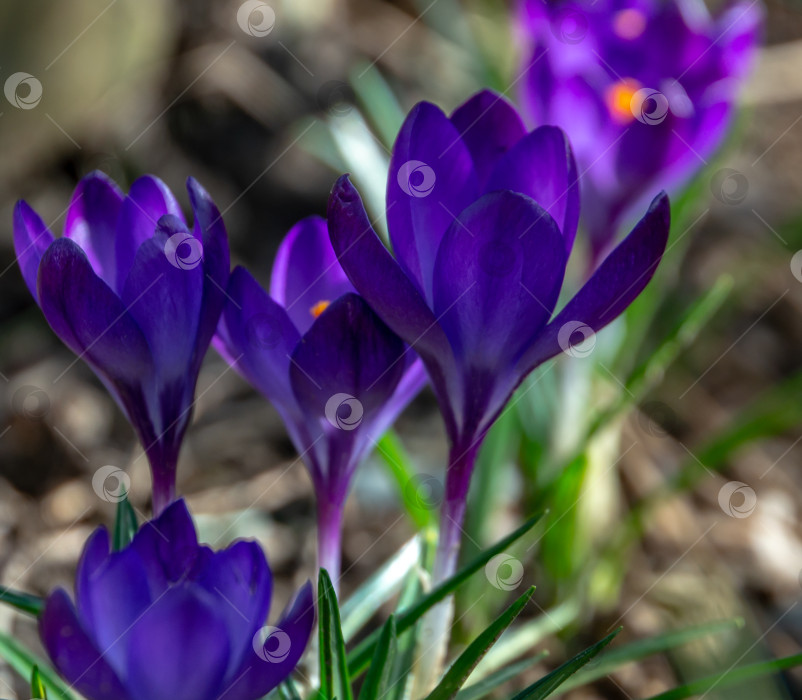 Скачать Темно-синие или фиолетовые крокусы Ruby Giant на фоне естественного сада. Мягкий избирательный акцент. фотосток Ozero