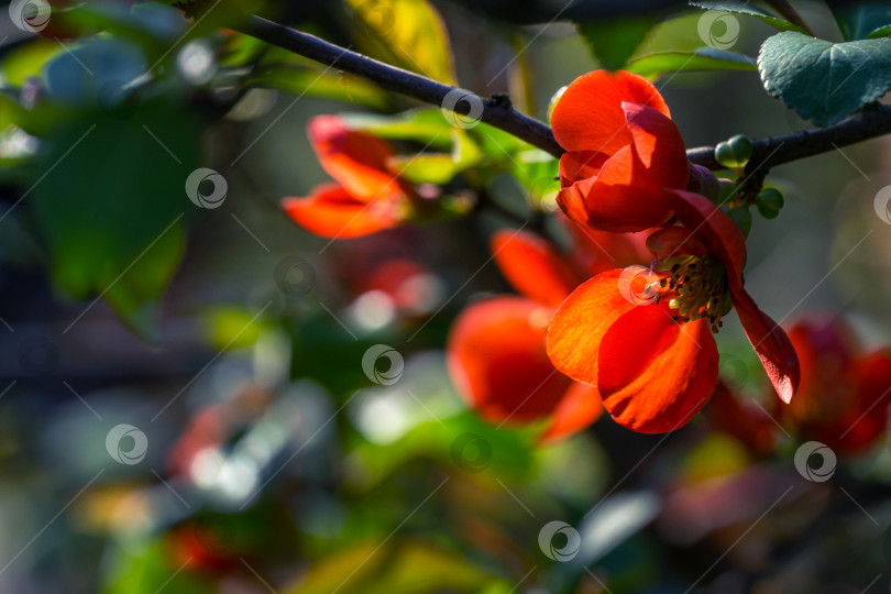 Скачать Японская айва (Chaenomeles japonica), цветущая на размытом зеленом фоне. Выборочный фокус на красных цветах айвы крупным планом. Интересная весенняя концепция дизайна. Место для вашего текста фотосток Ozero