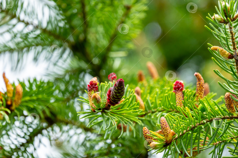Скачать Крупный план красных молодых сосновых шишек на ветвях Picea omorika на зеленом фоне боке. Солнечный день в весеннем саду фотосток Ozero