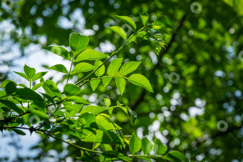 Скачать Зеленые листья зантоксилума американского или колючего ясеня. Сычуаньский перец в летнем саду на размытой зелени. Фон для свежих обоев, концепция фона природы фотосток Ozero