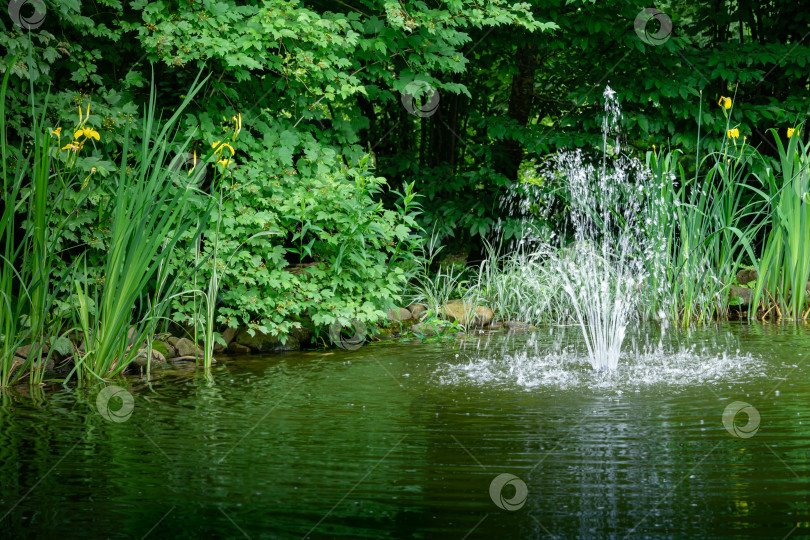 Скачать Каскадный фонтан на изумрудной глади пруда на фоне изумрудной зелени тенистого летнего сада. Свежесть и прохлада в солнечный день фотосток Ozero