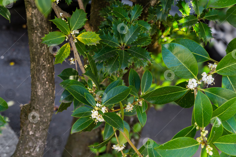 Скачать Ароматный османтус (сладкая или душистая олива) цветет в осеннем Сочи. Крупный план маленьких и нежных белых цветков чайной оливы османтуса фотосток Ozero