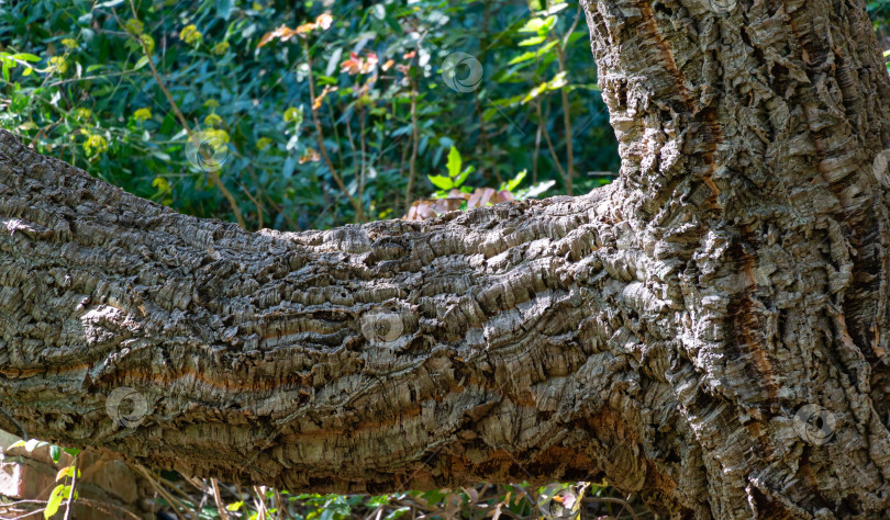 Скачать Крупный план коры пробкового дуба (Quercus suber) в ландшафтном парке Айвазовского (Park Paradise) в Партените, Крым фотосток Ozero