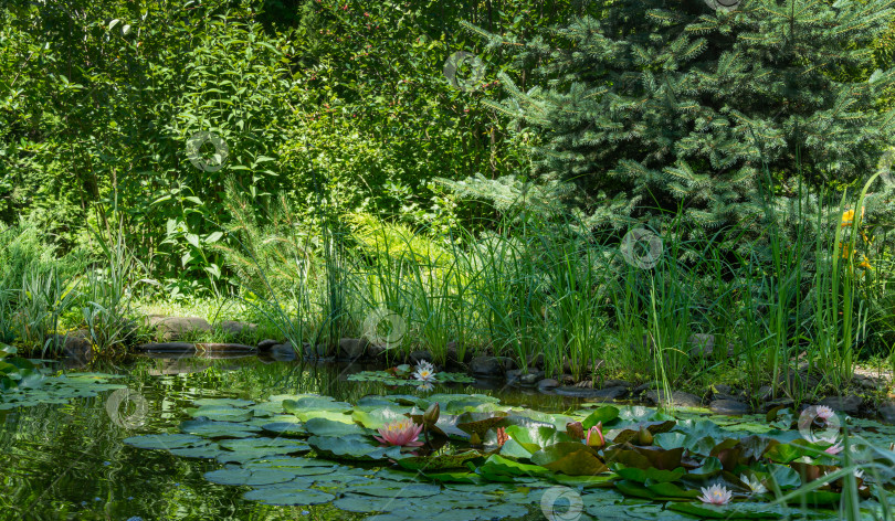 Скачать Ландшафтный садовый пруд с водяными лилиями или цветами лотоса на вечнозеленом фоне. Красивый пейзаж для обоев природа фотосток Ozero