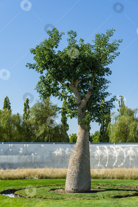 Скачать Дерево шелковой нити (Chorisia speciosa или Ceiba speciosa) с интересным шипастым стволом в общественном городском парке Краснодара или "Парке Галицкого" Краснодар, Россия - 8 октября 2020 г. фотосток Ozero