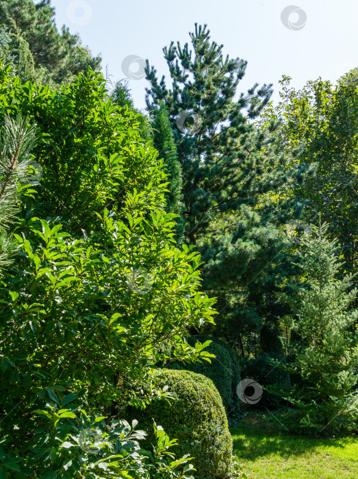 Скачать Красивый ландшафтный сад с магнолией Сьюзен и множеством вечнозеленых растений. Подстриженные самшитовые деревья и сосна Pinus parviflora Glauca, ель Abies koreana. Умиротворяющая атмосфера летнего или осеннего пейзажа фотосток Ozero