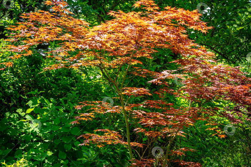 Скачать Элегантный красный японский клен, дерево Acer palmatum Atropurpureum с фиолетовыми листьями в прекрасном весеннем саду на фоне зелени фотосток Ozero