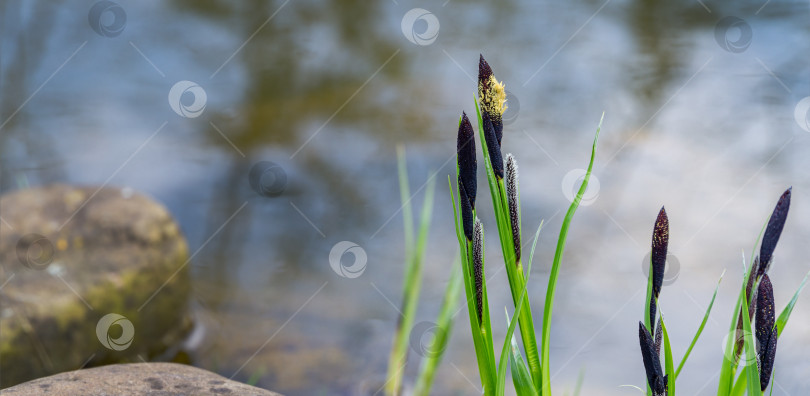 Скачать Цветущая осока Carex Nigra (Carex melanostachya) на берегу садового пруда. Пушистые желтые шляпки на черной или обычной осоке. Природная концепция весеннего дизайна фотосток Ozero
