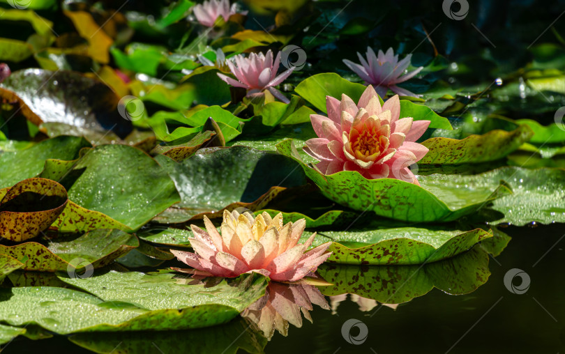 Скачать Две большие удивительные ярко-розовые водяные лилии, цветы лотоса, оранжевый закат Перри в пруду с другими нимфеями. Водяные лилии с каплями воды, отражающимися в воде. Цветочный пейзаж для обоев природа фотосток Ozero