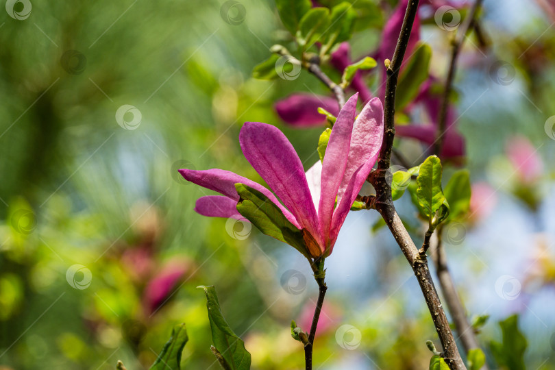 Скачать Полностью раскрытый цветок магнолии Сьюзан (Magnolia liliiflora x Magnolia stellata) розового цвета с красивым естественным боке. Выборочный акцент. Концепция природы для весеннего дизайна фотосток Ozero