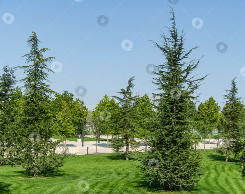 Скачать Красивые молодые деревья ливанского кедра (Cedrus libani) на пышной зеленой лужайке в общественном ландшафтном городском парке Краснодара или парке Галицкого солнечной осенью 2020 года фотосток Ozero