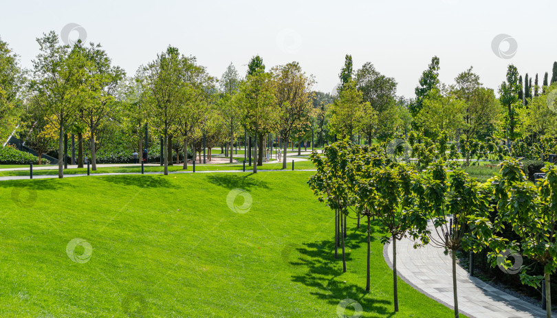 Скачать Городской парк Краснодара. Пейзаж с деревьями Catalpa bignonioides на зеленой лужайке, общественный ландшафт "Парк Галицкого" для отдыха в солнечный день. Краснодар, Россия - 17 сентября 2020 г. фотосток Ozero