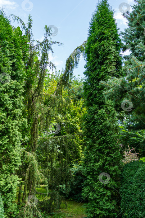 Скачать Ландшафтный вечнозеленый сад с можжевельником Juniperus communis Horstmann и Thuja occidentalis Columna (северный или восточный белый кедр) справа. Интересная природная концепция для оформления фона. фотосток Ozero