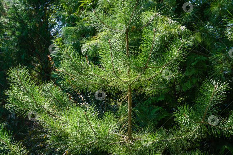 Скачать Красивая молодая сосна Pinus sylvestris на фоне вечнозеленых растений. Солнечный день в саду. Природная концепция дизайна. Выборочный фокус фотосток Ozero