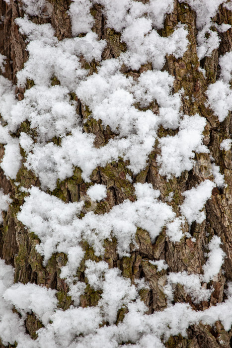 Скачать Зимняя текстура мха под снегом. фотосток Ozero