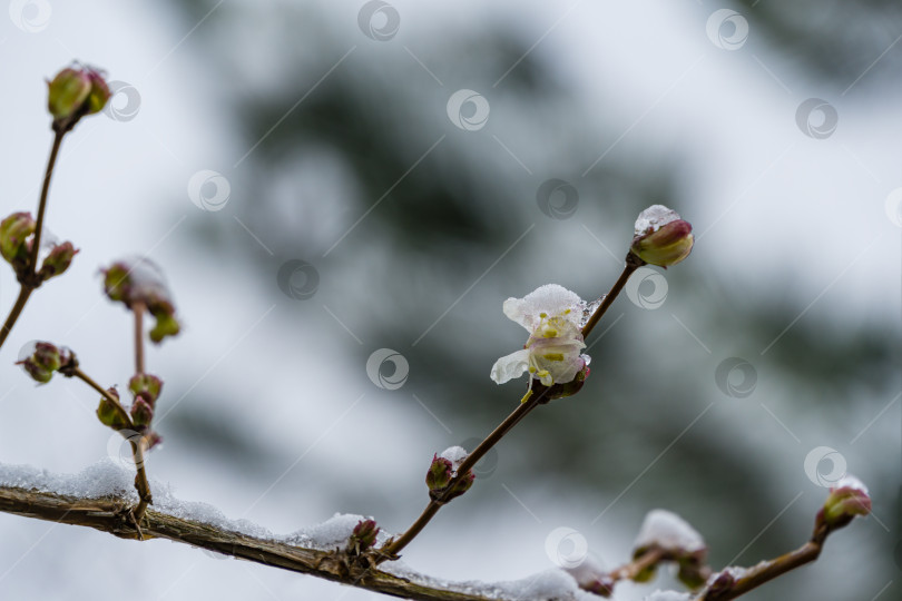 Скачать Крупный план цветущего цветка зимней жимолости Lonicera fragrantissima (standishii), или январского жасмина, китайской жимолости. Белый цветок на фоне солнца на сером размытом фоне. Выборочный фокус фотосток Ozero