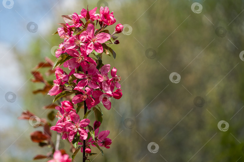 Скачать Фиолетовые цветы яблони Malus 'Makowieckiana'. Темно-розовые соцветия на размытом зеленом фоне боке. Ранняя весна в саду. Абстрактный цветочный узор. Выборочный фокус. Есть место для текста фотосток Ozero