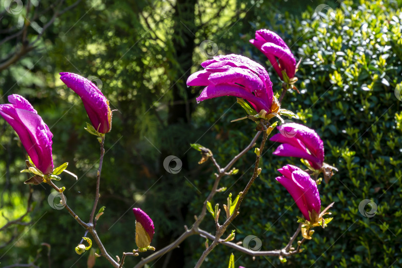 Скачать Крупные розовые цветы и бутоны магнолии Сьюзан (Magnolia liliiflora x Magnolia stellata) на фоне зеленого самшита Buxus sempervirens фотосток Ozero