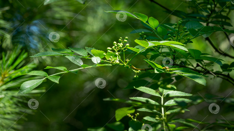 Скачать Зеленые плоды Zanthoxylum americanum, колючего ясеня или сычуаньского перца в весеннем саду на размытой зелени. Фон для свежих обоев, концепция фона природы фотосток Ozero