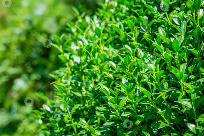 Скачать Яркая блестящая зеленая листва самшита Buxus sempervirens в качестве идеального фона для любой природной темы, летнего зеленого пейзажа, свежих обоев. Здесь есть место для вашего текста. Выборочный фокус фотосток Ozero