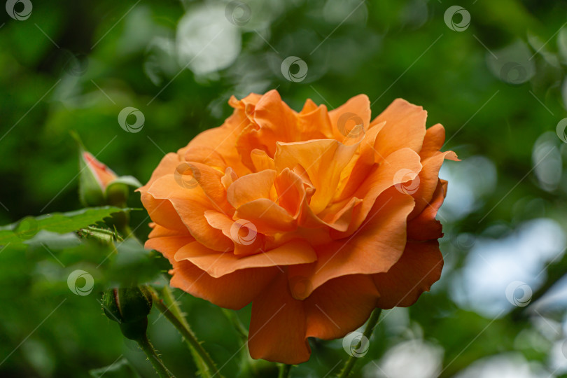 Скачать Ярко-оранжевая прекрасная роза Вестерленд на фоне зеленых листьев. Выборочный фокус. Лирический мотив для дизайна. Пейзаж с цветущими розами, свежие обои, концепция фона природы фотосток Ozero