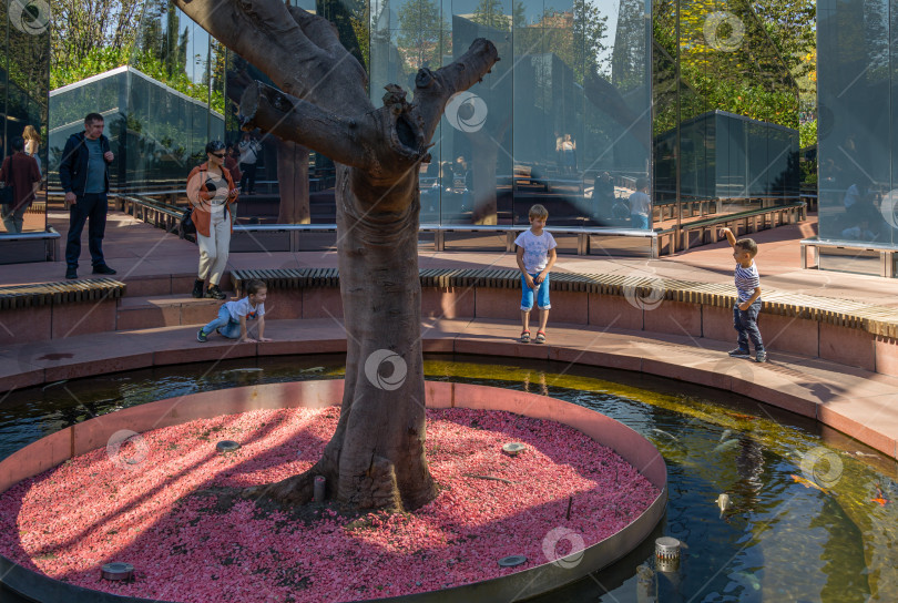 Скачать Ствол дерева Delonix regia (яркое или королевское дерево Пуансиана) в зеркальном лабиринте посреди пруда с рыбками кои. Дерево после пересадки в общественном городском парке "Галицкий". Краснодар, Россия - 8 октября 2020 г. фотосток Ozero