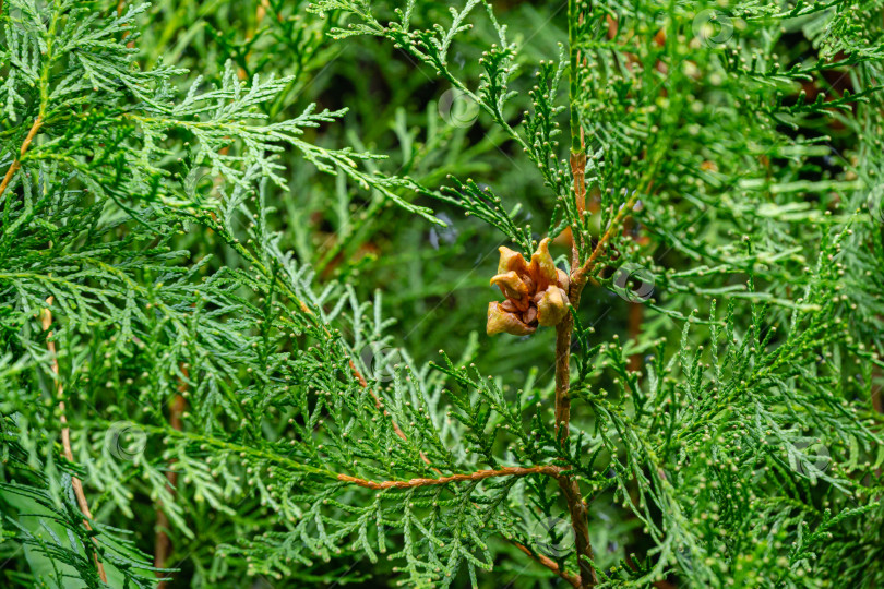 Скачать Крупный план раскрытых спелых шишек туи восточной (Platycladus orientalis) с коричневыми семенами. Platycladus orientalis, также известный как китайская туя или восточная туя-древовидная туя). Выборочный фокус. фотосток Ozero