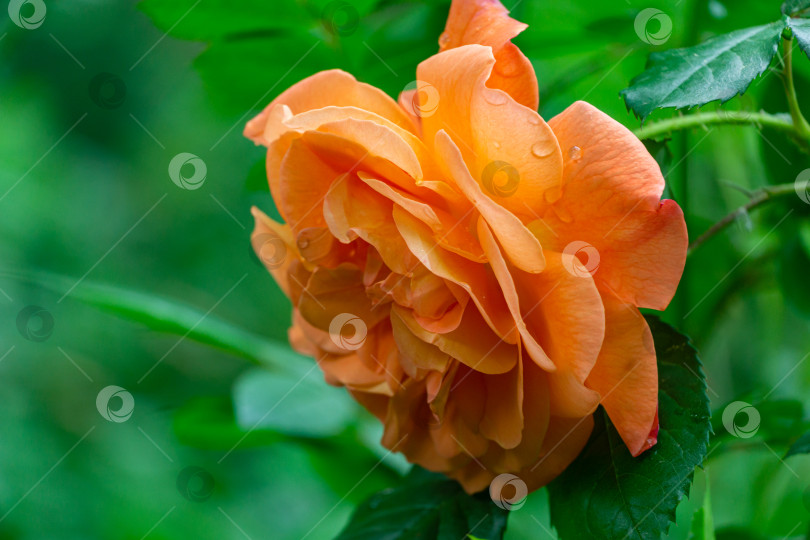 Скачать Крупным планом ярко-оранжевая красивая роза Вестерланда после дождя на фоне зеленых листьев.  Лирический мотив для дизайна. Пейзаж с цветущими розами, свежие обои, концепция природы. Место для вашего текста. фотосток Ozero