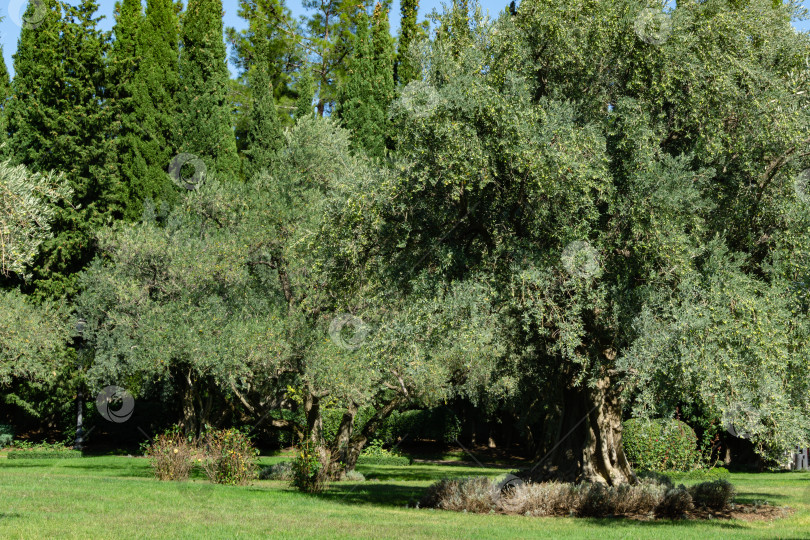 Скачать Прекрасные оливковые деревья (Olea europaea) в реликтовой 200-летней оливковой роще в ландшафтном парке Айвазовского (Park Paradise) в Партените, Крым фотосток Ozero
