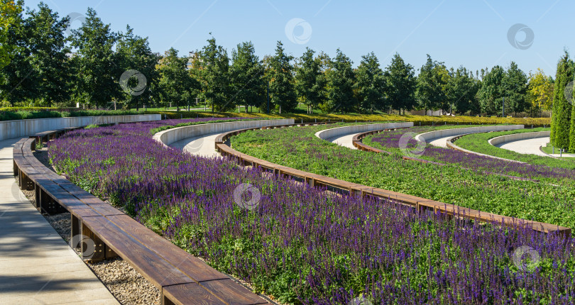 Скачать Крупный план 0f цветущий фиолетовый шалфей (Salvia). Шалфей созревает на полукруглых террасах в общественном городском парке Краснодара или "Парке Галицкого" фотосток Ozero