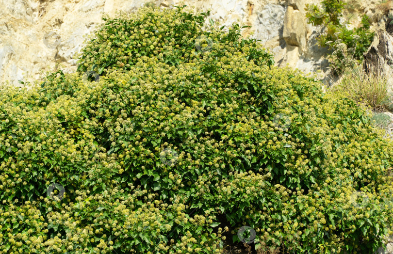 Скачать Множество мелких зеленых цветков английского плюща (Hedera helix, европейский плющ), поднимающегося по Кавказским горам на побережье Черного моря. Цветет осенью в Ольгинке. Селективный фокус фотосток Ozero