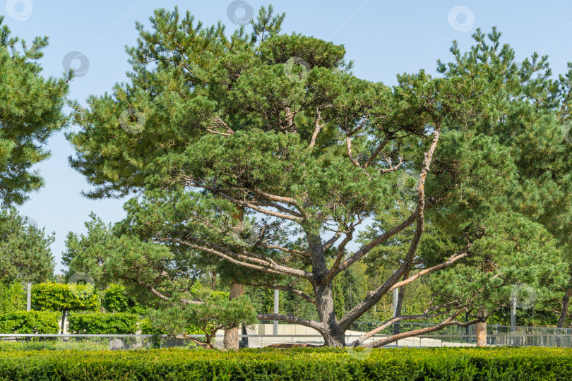 Скачать Красивая сосна бонсай (Pinus sylvestris) с пышной хвоей в общественном ландшафтном городском парке Краснодара или парке Галицкого солнечной осенью в сентябре 2020 года фотосток Ozero