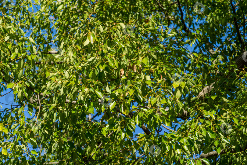 Скачать Прекрасное долголетие крупное камфорное дерево (Cinnamomum camphora) обыкновенное камфорное дерево или камфорный лавр с вечнозелеными листьями в Сочи.  Красивый природный ландшафт для любого дизайна фотосток Ozero