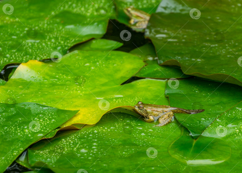 Скачать Головастик лягушки Рана ридибунда (pelophylax ridibundus) сидит в пруду на зеленом листе водяной лилии. Крупный план маленькой лягушки в естественной среде обитания. фотосток Ozero