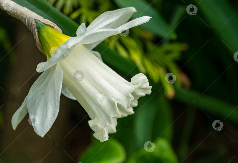 Скачать Крупный план красивого белого цветка нарцисса в весеннем саду. Большие белые нарциссы или жонкили на зеленом размытом фоне. Весенний пейзаж, свежие обои, концепция природы. Место для вашего текста фотосток Ozero