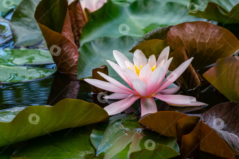 Скачать Розовая водяная лилия или цветок лотоса Marliacea Rosea в садовом пруду. Крупный план нимфеи на темно-зеленых и фиолетовых листьях в воде. Цветочный пейзаж для обоев природы с пространством для копирования. Выборочный фокус фотосток Ozero