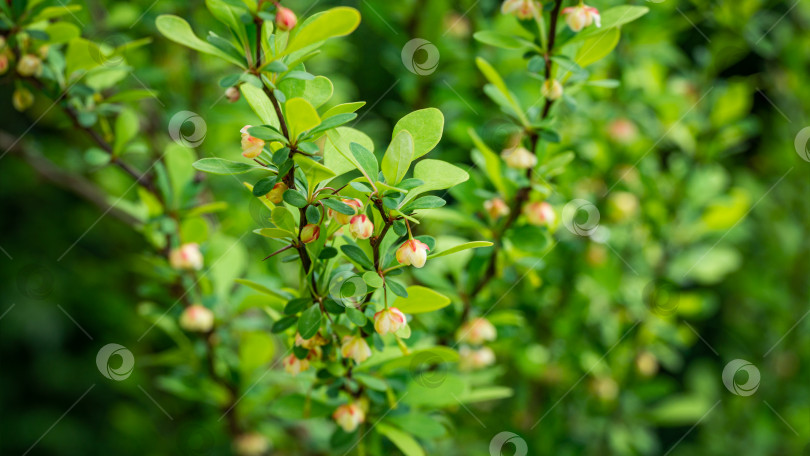 Скачать Мягкий акцент на красивых весенних цветах Berberis thunbergii Erecta blossom. Макрос крошечных желтых цветов на фоне элегантной зеленой листвы в стиле боке. Концепция природы для дизайна. Место для вашего текста фотосток Ozero