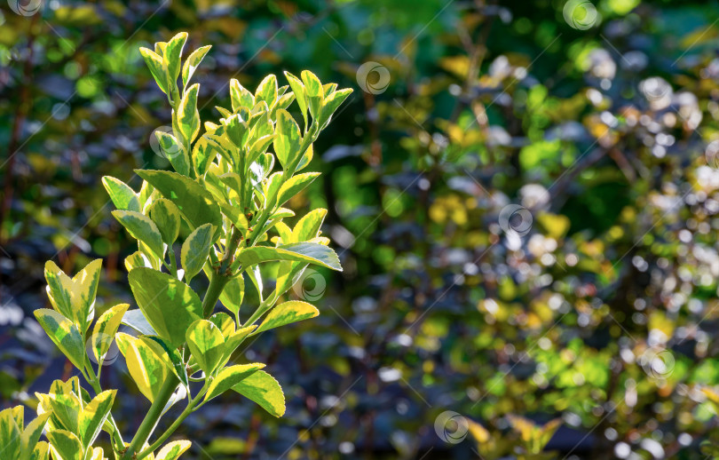 Скачать Euonymus japonicus Aureo-Marginata с пестрыми зелено-желтыми листьями на размытом зеленом фоне. Элегантный фон для естественного дизайна. Выборочный мягкий фокус, место для текста. фотосток Ozero