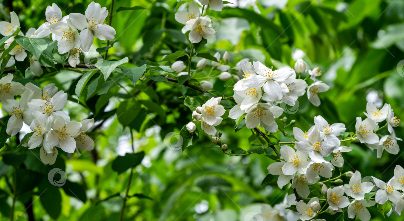 Скачать Цветы жасмина Philadelphus lewisii на фоне зеленых листьев в солнечном весеннем саду. Выборочный снимок природы крупным планом. Цветочный пейзаж для любых обоев. фотосток Ozero