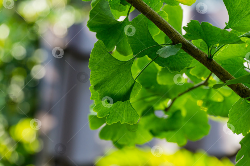 Скачать Дерево гинкго (Ginkgo biloba) или гингко с ярко-зелеными листьями на фоне размытой листвы. Выборочный крупный план. Свежая концепция природы обоев. Место для вашего текста фотосток Ozero