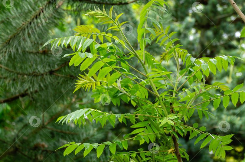 Скачать Молодая ветка дерева Rhus typhina (сумах рогатый, Anacardiaceae). Ярко-зеленые листья сумаха на развевающейся ветке. Фон с естественной текстурой. фотосток Ozero