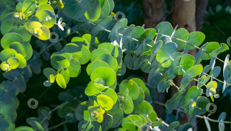 Скачать Крупный план красивых свежих круглых листьев Eucalyptus gunnii (сидровая камедь) в городском общественном парке "Краснодар" или "Парк Галицкого". Концепция природы. Выборочный фокус фотосток Ozero